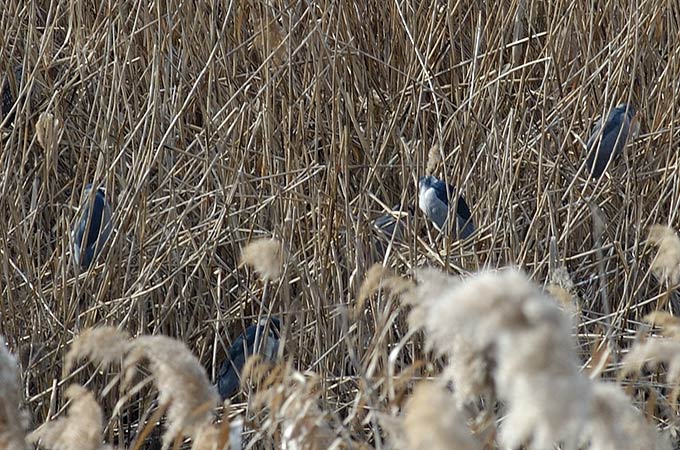 Black-crowned Night Heron
