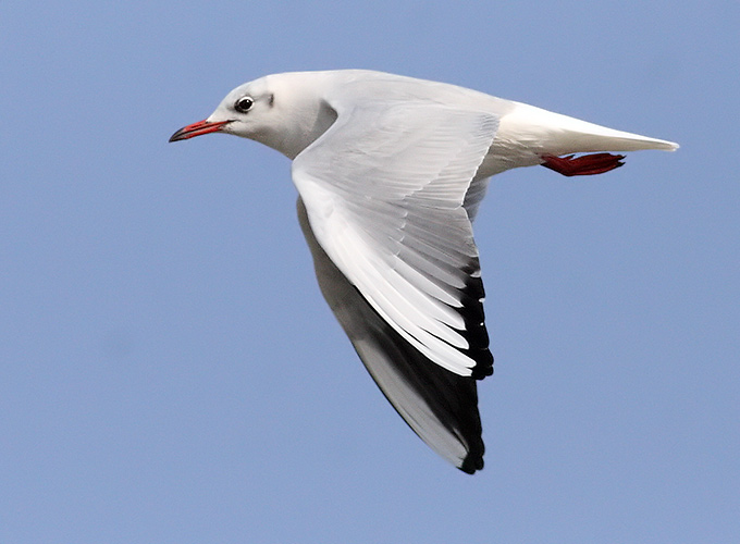 Black-headed Gull