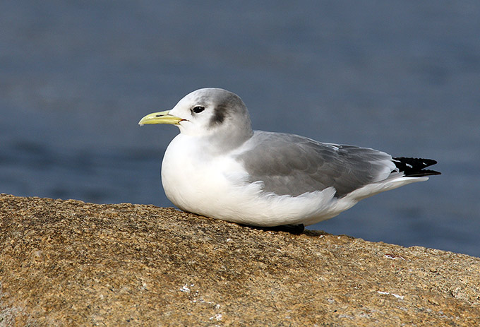 Black-legged Kittiwake