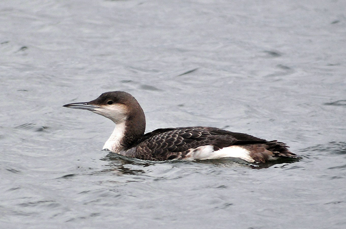 Black-throated Loon