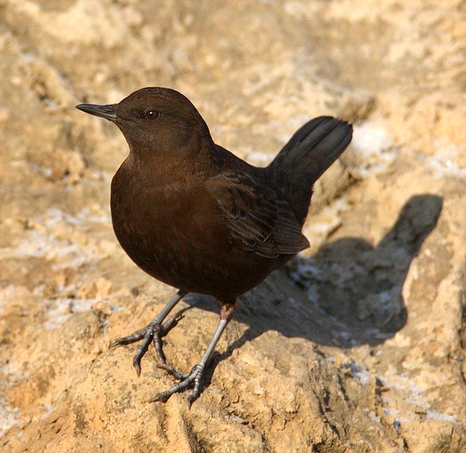 Brown Dipper