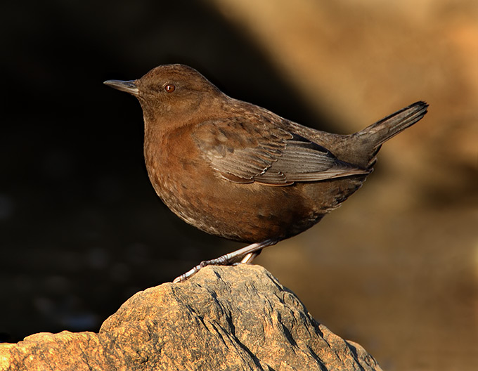 Brown Dipper