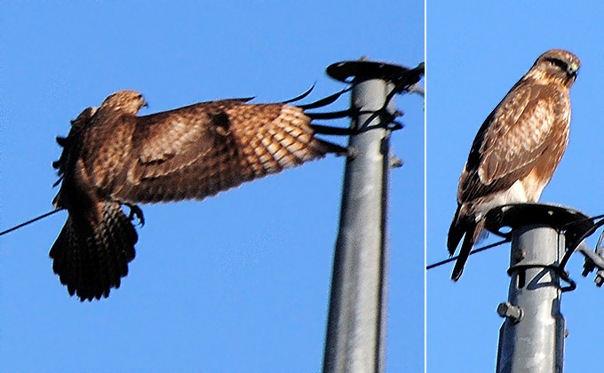 Common Buzzard