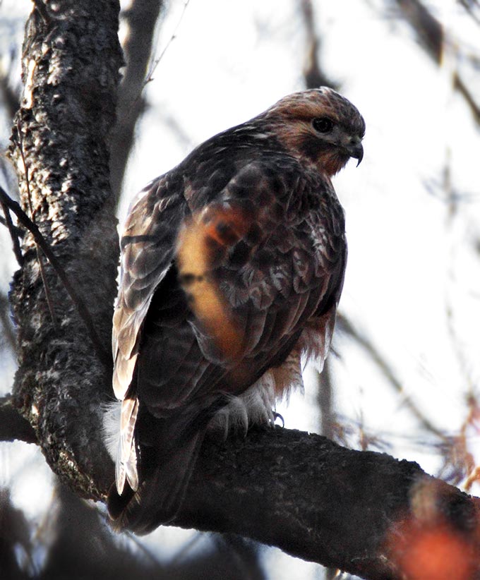 Common Buzzard