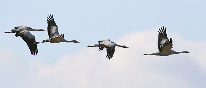 Common Crane