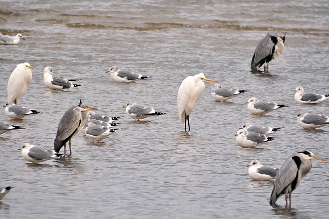 Common Gull & Grey Heron & Great Egret
