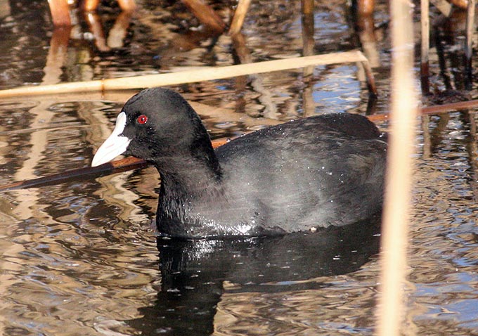 Common Coot
