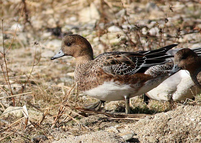 Eurasian Wigeon