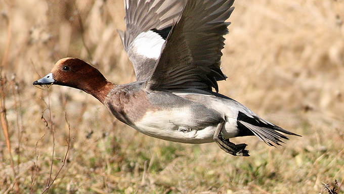 Eurasian Wigeon