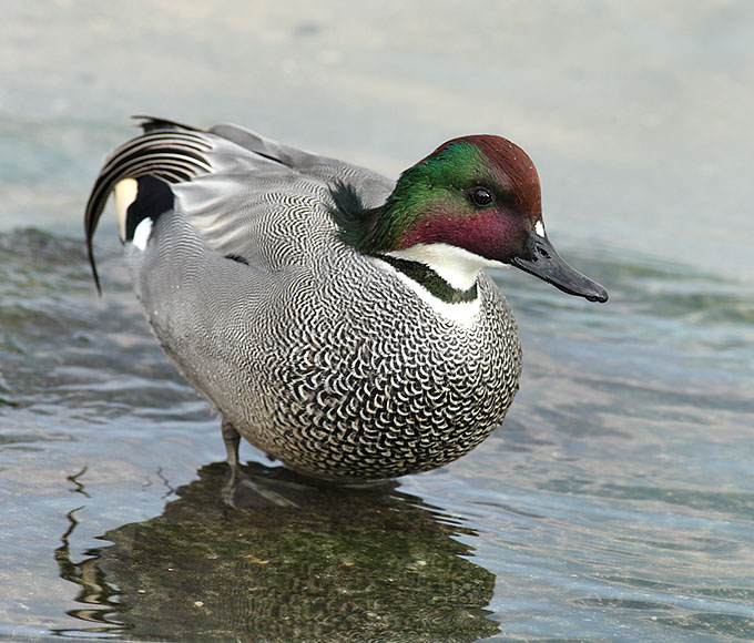 Falcated Duck