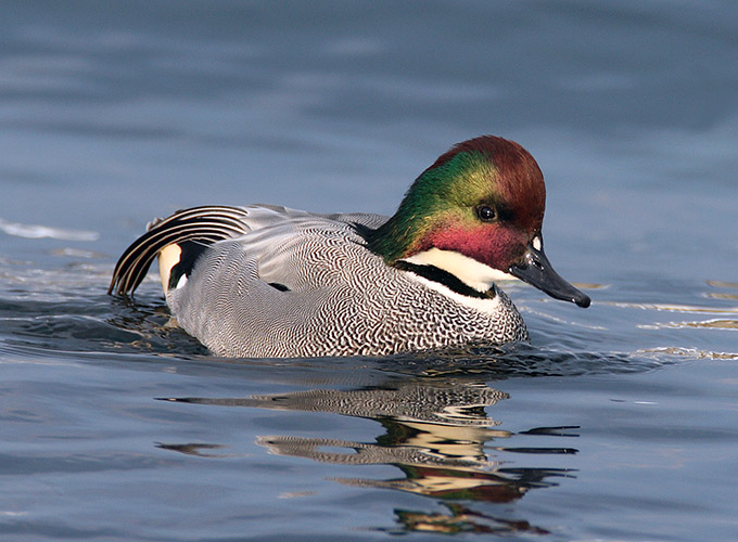 Falcated Duck