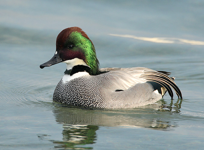 Falcated Duck