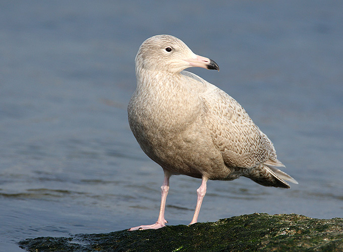Glaucous Gull