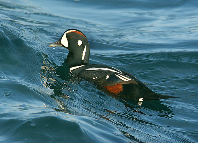 Harlequin Duck