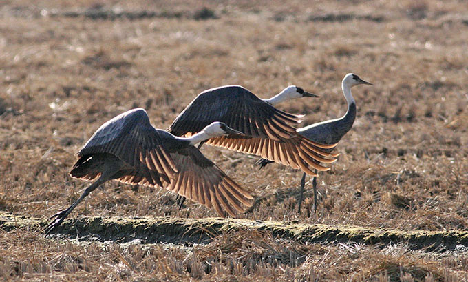 Hooded Crane