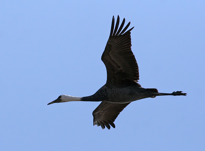 Hooded Crane