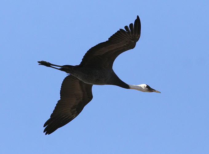 Hooded Crane