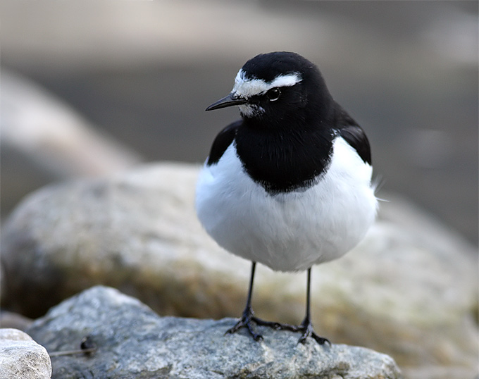 Japanese Wagtail