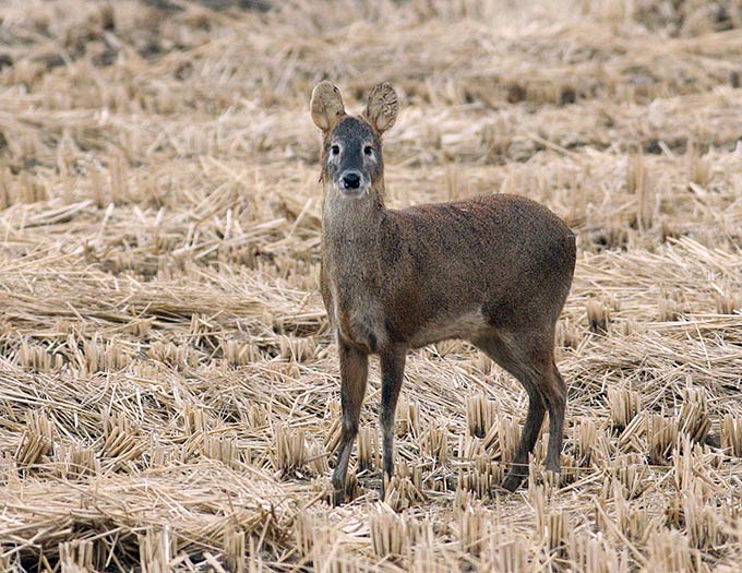 Korean Water Deer