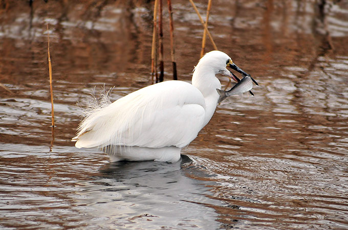 Little Egret