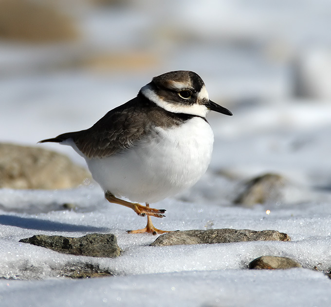 Long-billed Plover