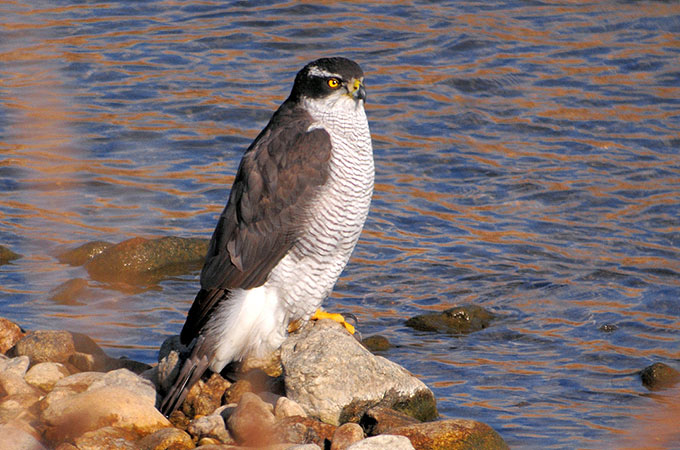 Northern Goshawk