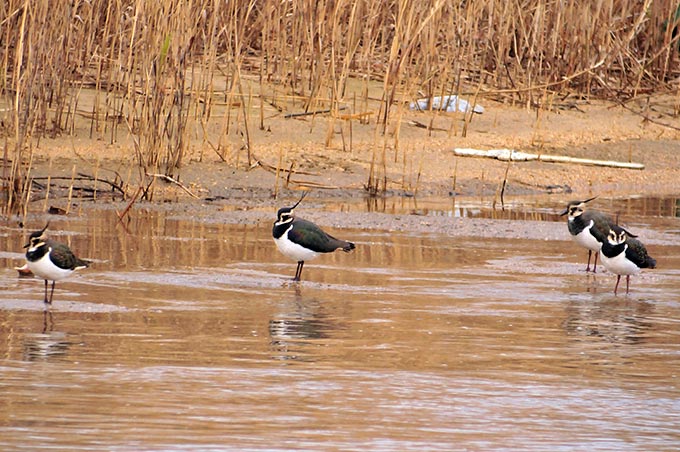 Northern Lapwing