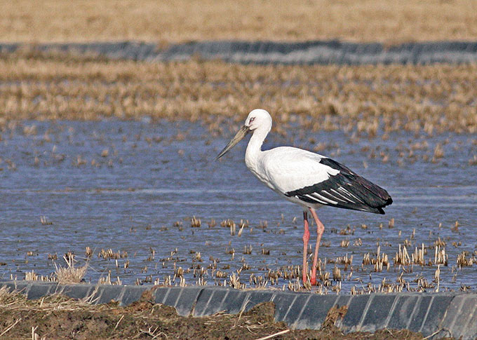Oriental Stork