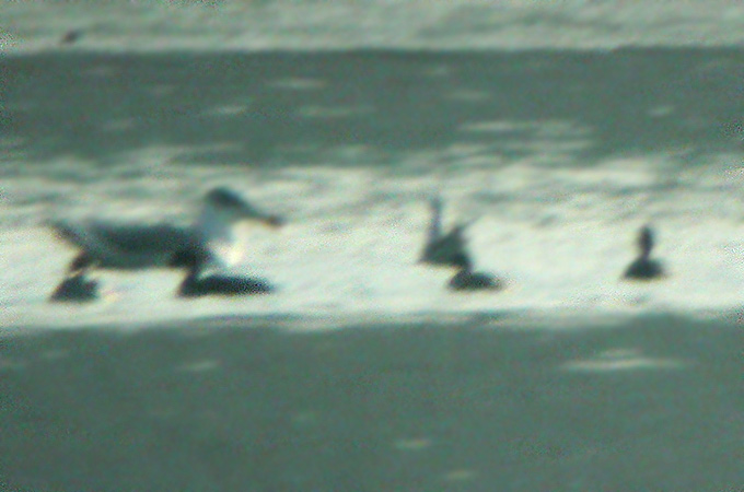 Pallas’s Gull