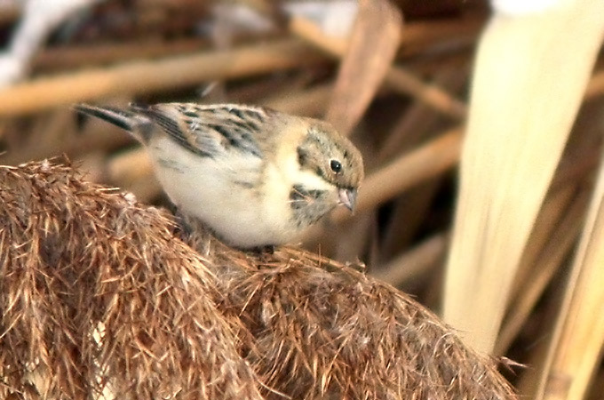 Pallas's Reed Bunting