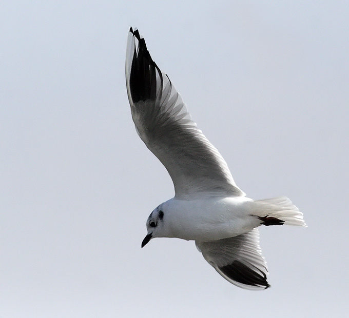 Saunders's Gull