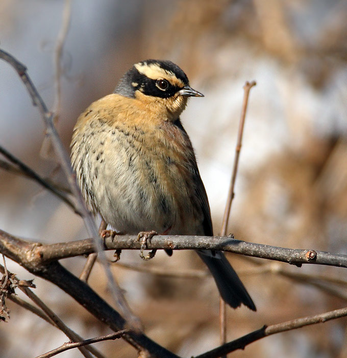 Siberian Accentor