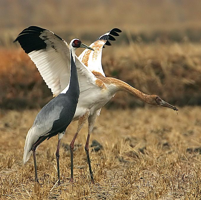 Siberian Crane