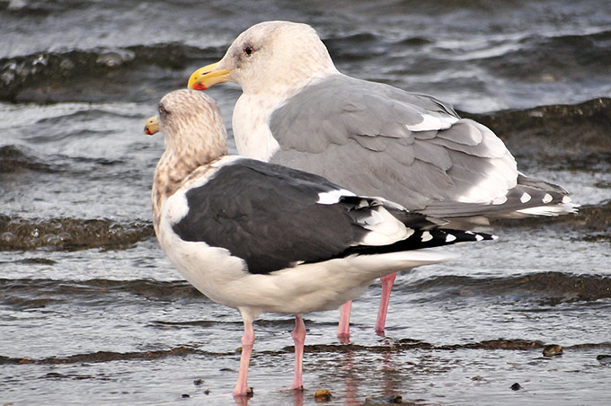 Slaty-backed Gull & Glaucous-winged Gull
