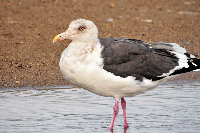 Slaty-backed Gull