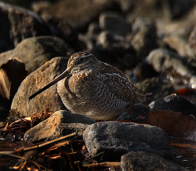 Solitary Snipe