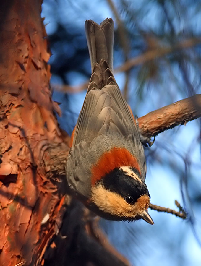 Varied Tit