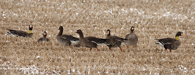 White-fronted Goose
