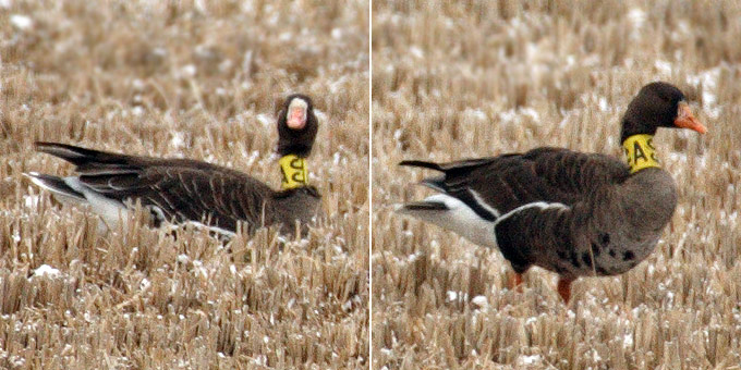 White-fronted Goose