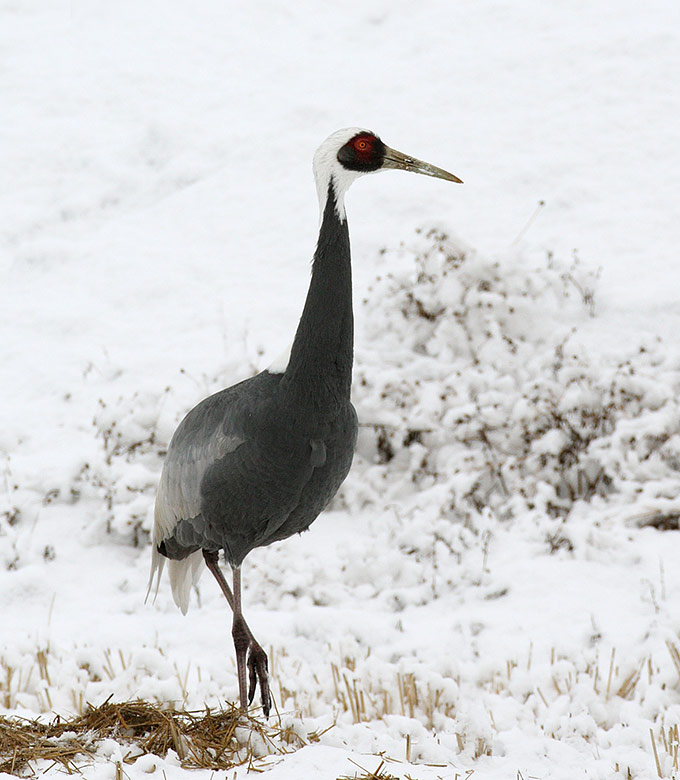 White-naped Crane