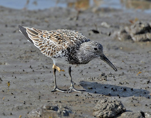 Great Knot