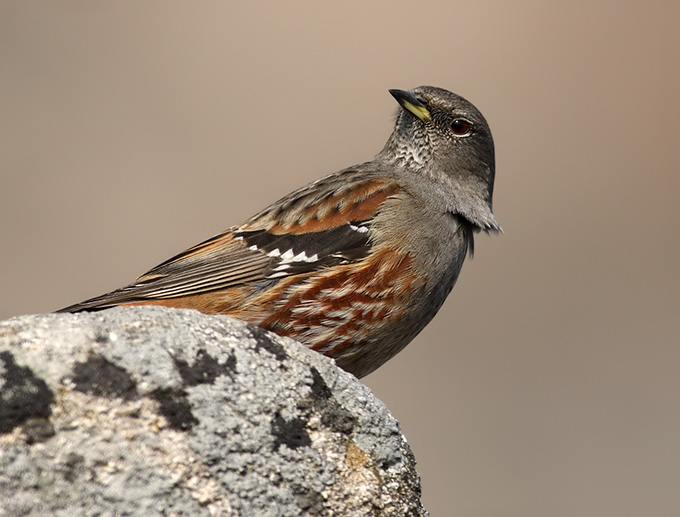 Alpine Accentor