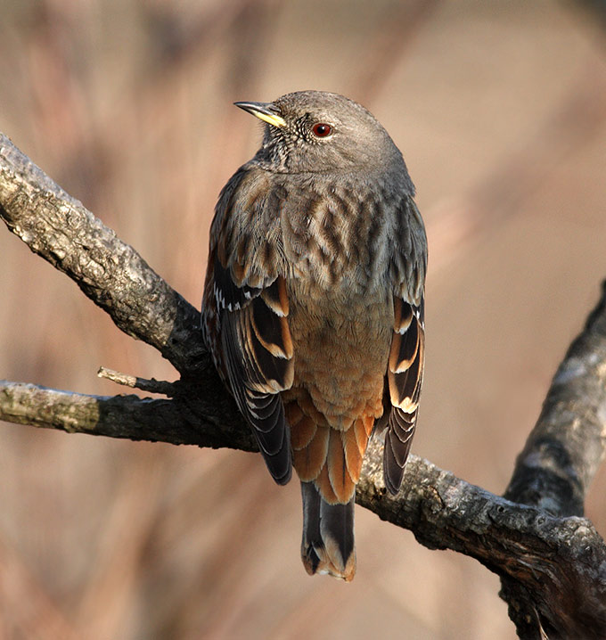 Alpine Accentor