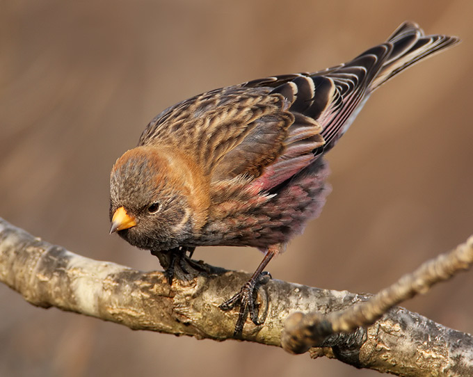 Asian Rosy Finch