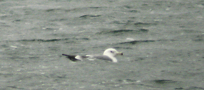 cachinnans/barabensis type gull