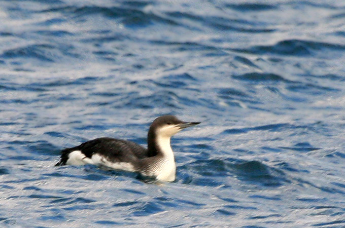 Black-throated Loon