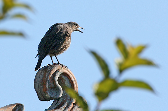 Blue Rock Thrush