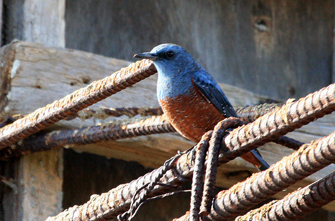 Blue Rock Thrush