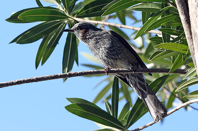 Brown-eared Bulbul