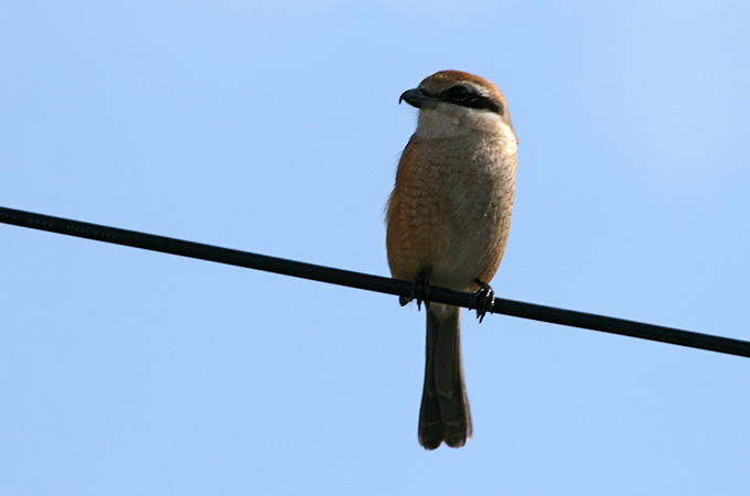 Bull-headed Shrike